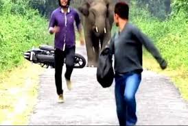 Nenek Tukiya Tewas Diserang Gajah Liar